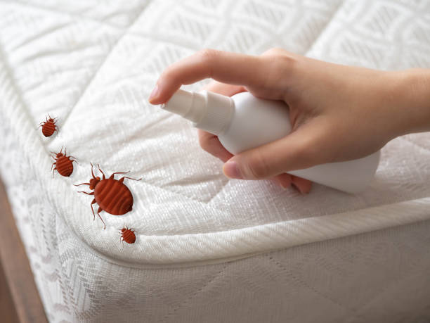 Emergency Pest Control Services in South Run, VA